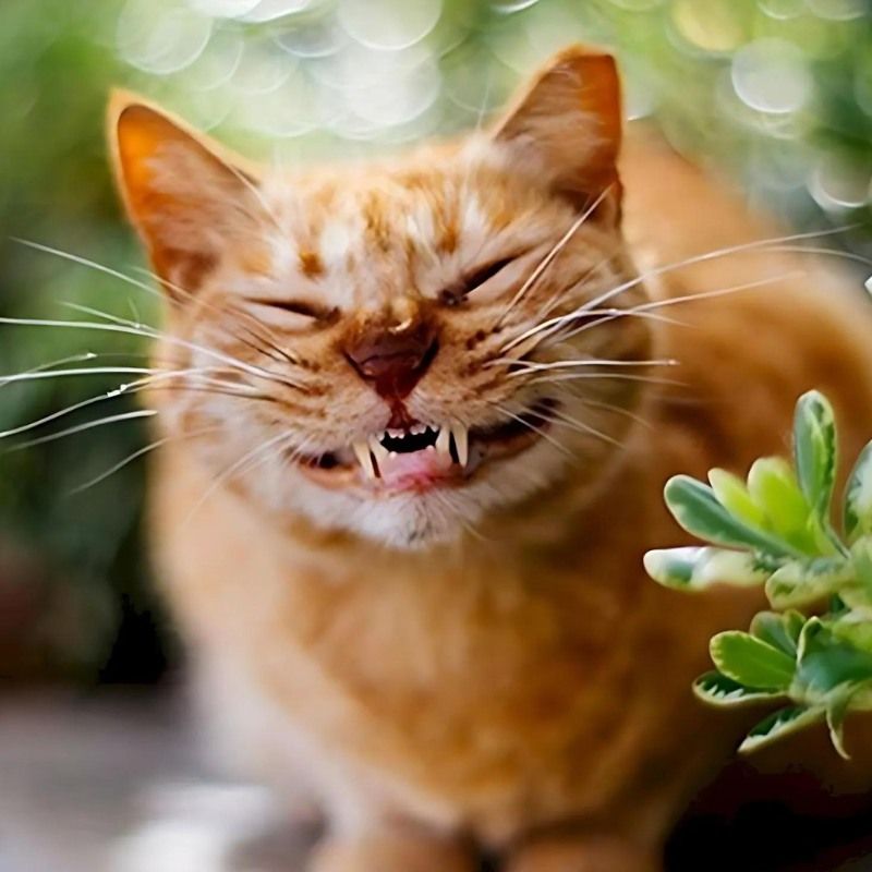 Bộ sưu tập meme mèo cười đáng yêu, hài hước, khó đỡ nhất 14 Meme con mèo nhe răng tinh nghịch