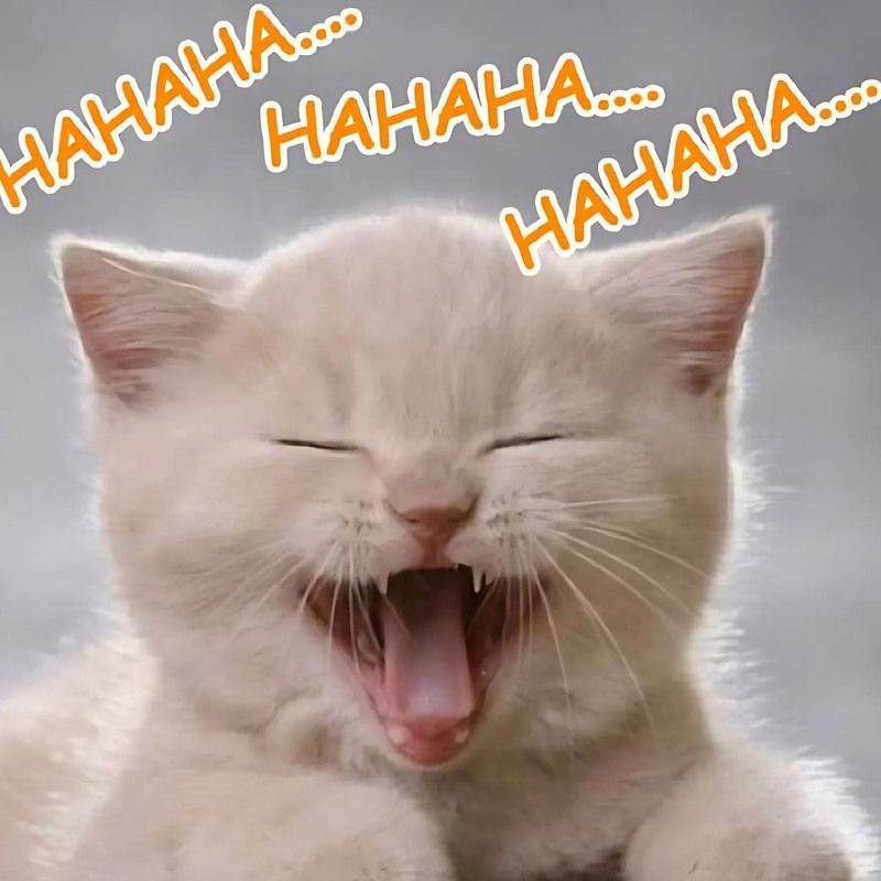Bộ sưu tập meme mèo cười đáng yêu, hài hước, khó đỡ nhất 15 Meme mèo cười