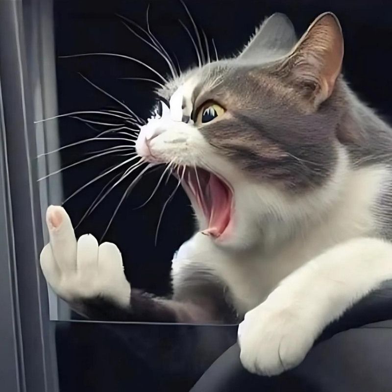 Bộ sưu tập meme mèo cười đáng yêu, hài hước, khó đỡ nhất 16 Ảnh meme con mèo cười chỉ tay hài hước