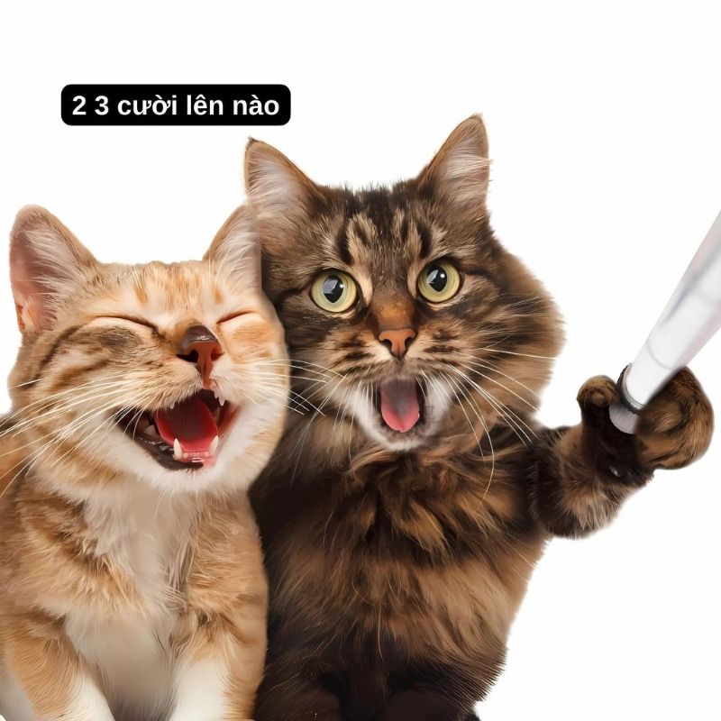 Bộ sưu tập meme mèo cười đáng yêu, hài hước, khó đỡ nhất 17 meme mèo cười