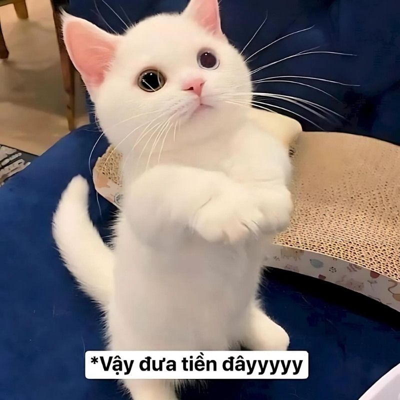 Bộ sưu tập meme mèo cười đáng yêu, hài hước, khó đỡ nhất 19 Meme con mèo đưa tay xin tiền