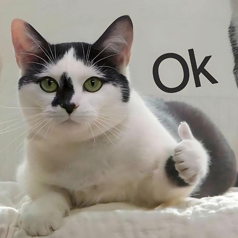 Bộ sưu tập meme mèo cười đáng yêu, hài hước, khó đỡ nhất 20 Meme con mèo cười, nằm chỉ tay like