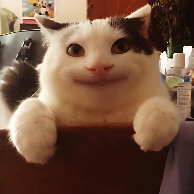 Bộ sưu tập meme mèo cười đáng yêu, hài hước, khó đỡ nhất 22 meme mèo cười