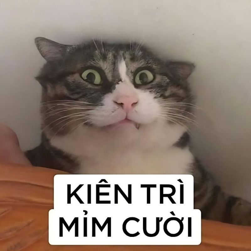 Bộ sưu tập meme mèo cười đáng yêu, hài hước, khó đỡ nhất 8 Meme con mèo kiên trì cười