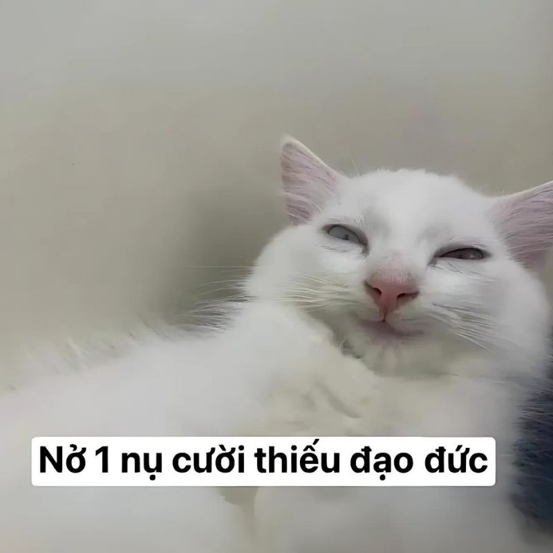 Bộ sưu tập meme mèo cười đáng yêu, hài hước, khó đỡ nhất 24 Meme con mèo có nụ cười thiếu đạo đức