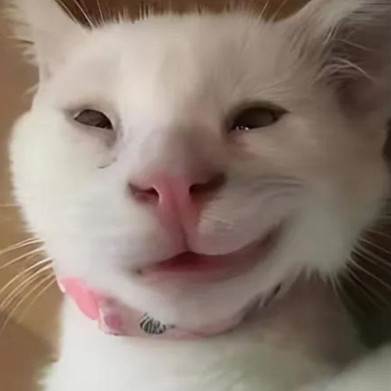Bộ sưu tập meme mèo cười đáng yêu, hài hước, khó đỡ nhất 25 Meme mèo cười