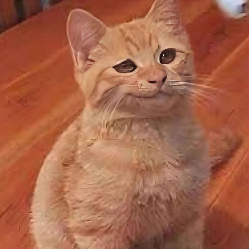 Bộ sưu tập meme mèo cười đáng yêu, hài hước, khó đỡ nhất 26 meme mèo cười