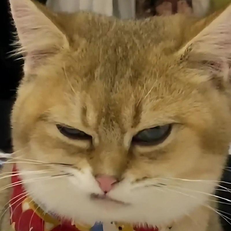 Bộ sưu tập meme mèo cười đáng yêu, hài hước, khó đỡ nhất 27 Meme con mèo cười thật trân