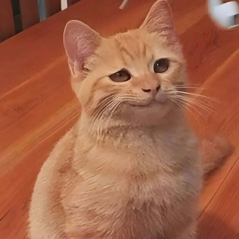 Bộ sưu tập meme mèo cười đáng yêu, hài hước, khó đỡ nhất 6 Meme con mèo ngồi cười đểu hài hước