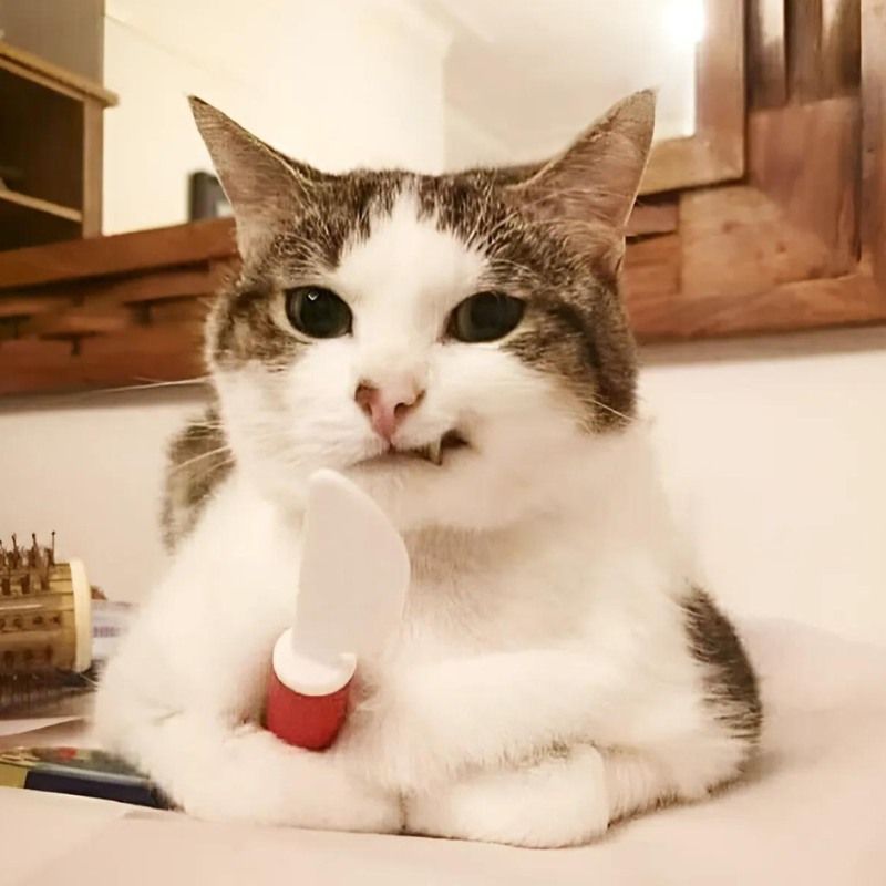 Bộ sưu tập meme mèo cười đáng yêu, hài hước, khó đỡ nhất 5 Meme con mèo cười đểu cầm dao
