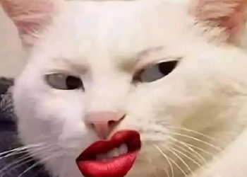 Bộ sưu tập meme mèo cười đáng yêu, hài hước, khó đỡ nhất 