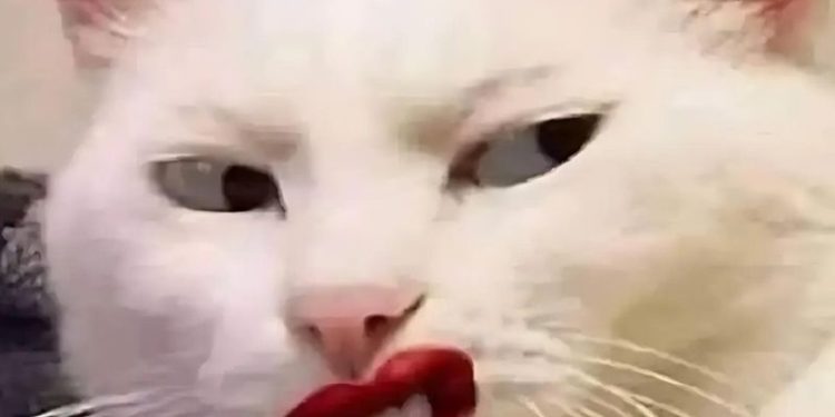 Bộ sưu tập meme mèo cười đáng yêu, hài hước, khó đỡ nhất 