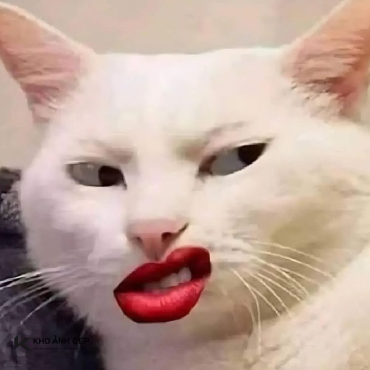 Bộ sưu tập meme mèo cười đáng yêu, hài hước, khó đỡ nhất 