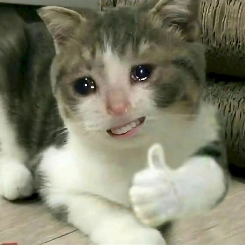 Bộ sưu tập meme mèo cười đáng yêu, hài hước, khó đỡ nhất 10 Meme mèo cười