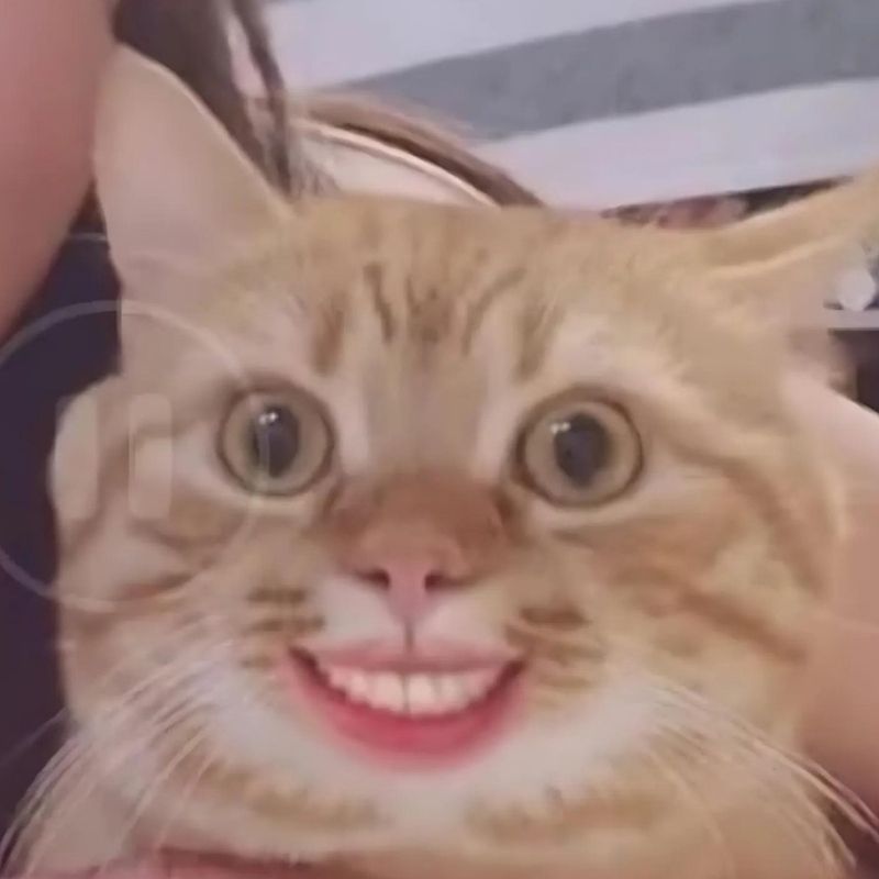 Bộ sưu tập meme mèo cười đáng yêu, hài hước, khó đỡ nhất 11 Meme mèo cười nhe răng mắt long lanh