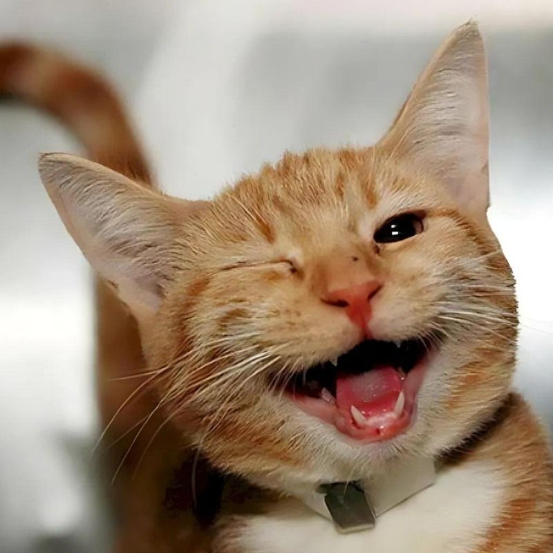 Bộ sưu tập meme mèo cười đáng yêu, hài hước, khó đỡ nhất 12 Meme mèo cười