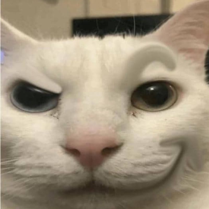 Bộ sưu tập meme mèo cười đáng yêu, hài hước, khó đỡ nhất 2 Meme mèo cười đểu