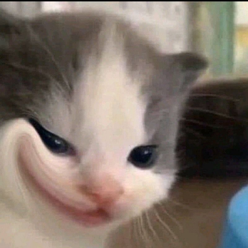 Bộ sưu tập meme mèo cười đáng yêu, hài hước, khó đỡ nhất 3 Meme mèo cười đểu