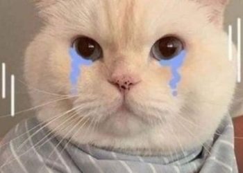 Tải ngay bộ sưu tập meme mèo khóc vừa buồn cười vừa khó đỡ