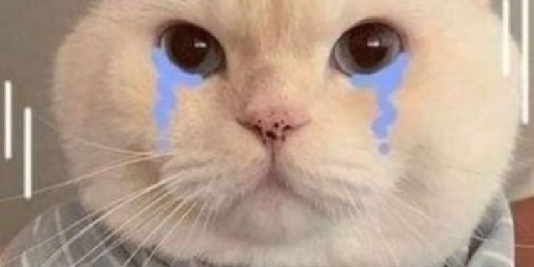 Tải ngay bộ sưu tập meme mèo khóc vừa buồn cười vừa khó đỡ