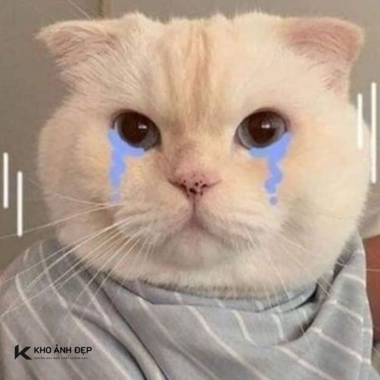 Tải ngay bộ sưu tập meme mèo khóc vừa buồn cười vừa khó đỡ