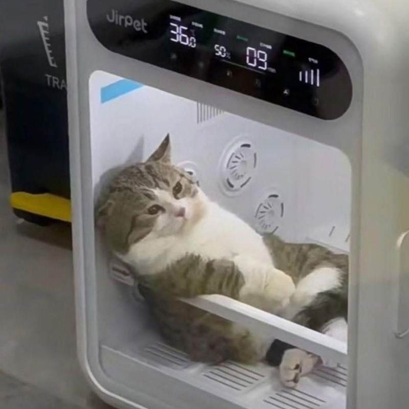 Top 100+ meme mệt mỏi siêu hài hước, thú vị và cười rớt nước mắt 2 Meme mệt mỏi từ chú mèo trong lồng sấy