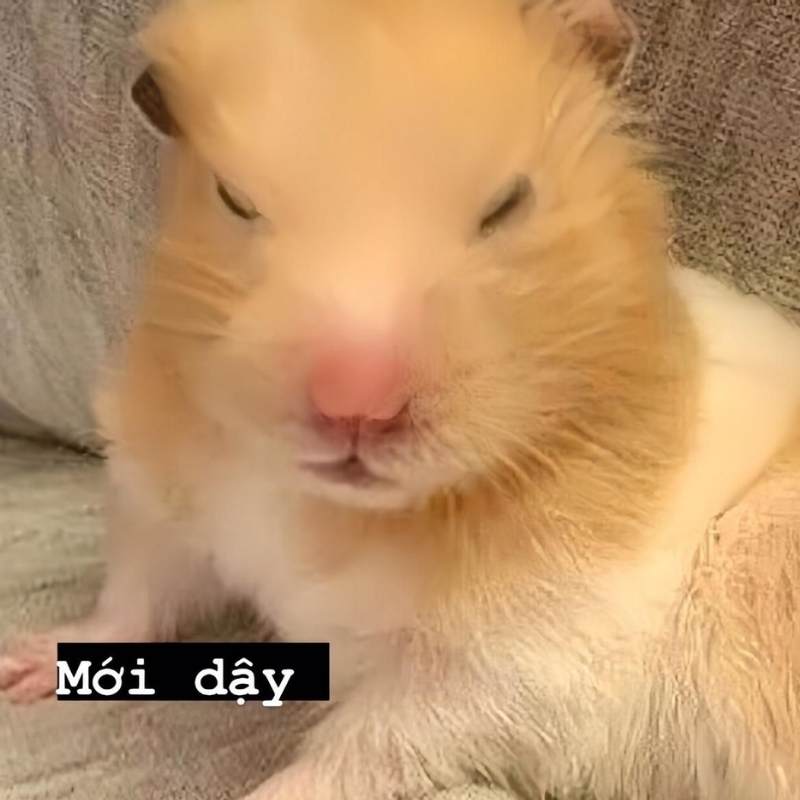 Top 100+ meme mệt mỏi siêu hài hước, thú vị và cười rớt nước mắt 7 meme met moi 2