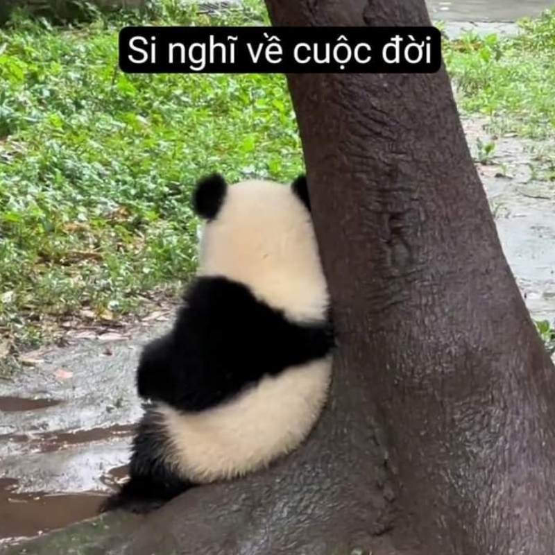 Top 100+ meme mệt mỏi siêu hài hước, thú vị và cười rớt nước mắt 25 meme met moi 21