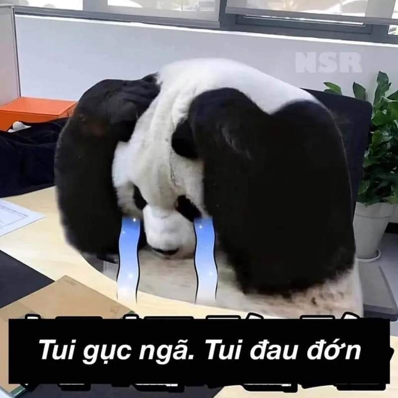 Top 100+ meme mệt mỏi siêu hài hước, thú vị và cười rớt nước mắt 24 meme met moi 22
