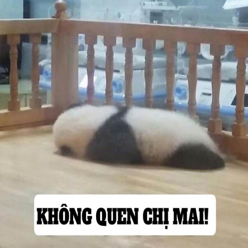 Top 100+ meme mệt mỏi siêu hài hước, thú vị và cười rớt nước mắt 23 meme met moi 23