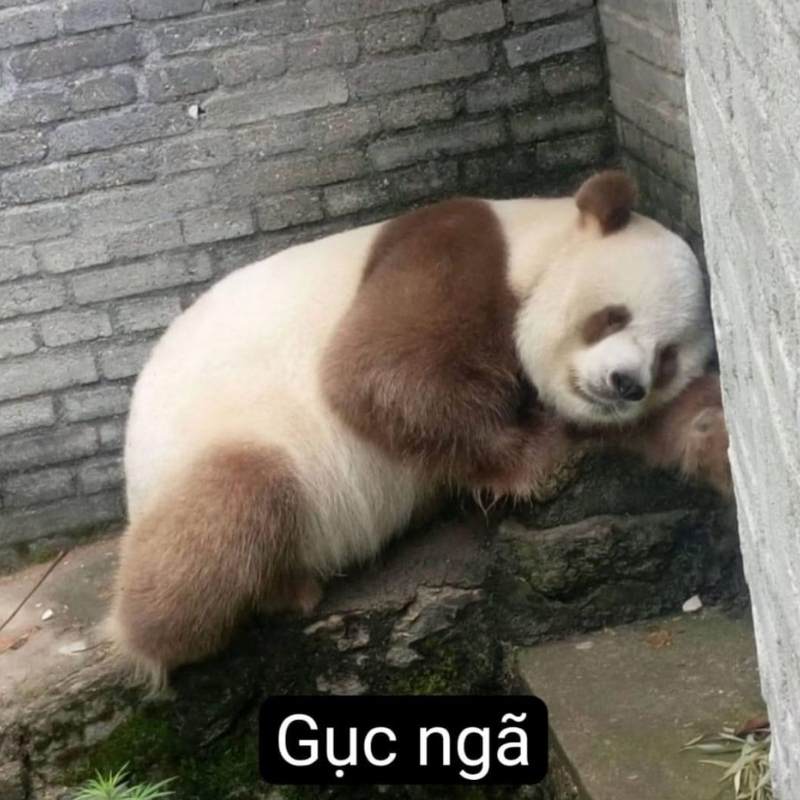 Top 100+ meme mệt mỏi siêu hài hước, thú vị và cười rớt nước mắt 22 meme met moi 24