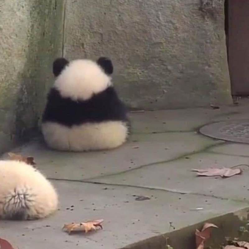 Top 100+ meme mệt mỏi siêu hài hước, thú vị và cười rớt nước mắt 20 meme met moi 26