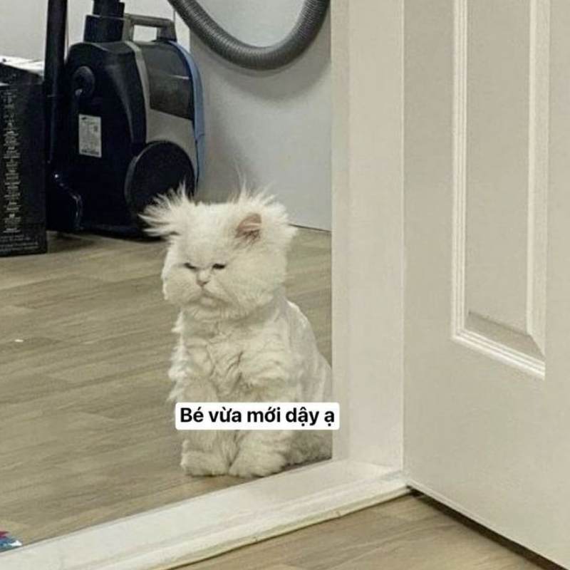 Top 100+ meme mệt mỏi siêu hài hước, thú vị và cười rớt nước mắt 6 meme met moi 3