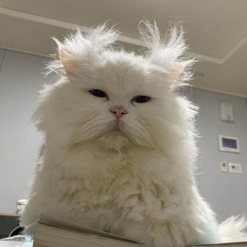 Top 100+ meme mệt mỏi siêu hài hước, thú vị và cười rớt nước mắt 5 meme met moi 4