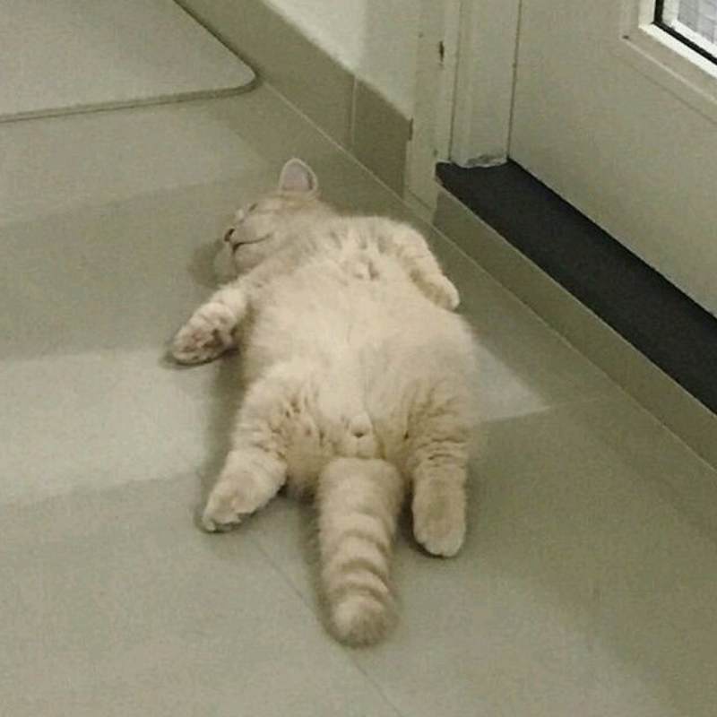 Top 100+ meme mệt mỏi siêu hài hước, thú vị và cười rớt nước mắt 4 Meme mèo nằm mệt mỏi