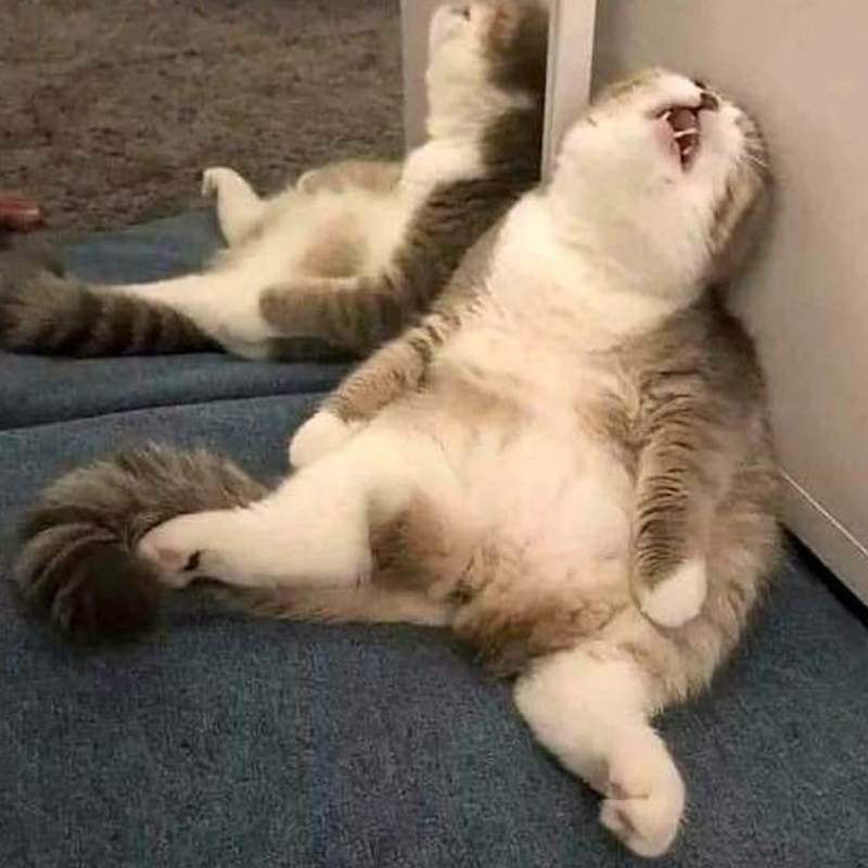 Top 100+ meme mệt mỏi siêu hài hước, thú vị và cười rớt nước mắt 3 Meme mèo mệt mỏi ngủ ngồi