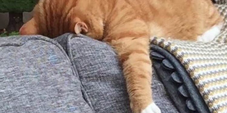 Top 100+ meme mệt mỏi siêu hài hước, thú vị và cười rớt nước mắt