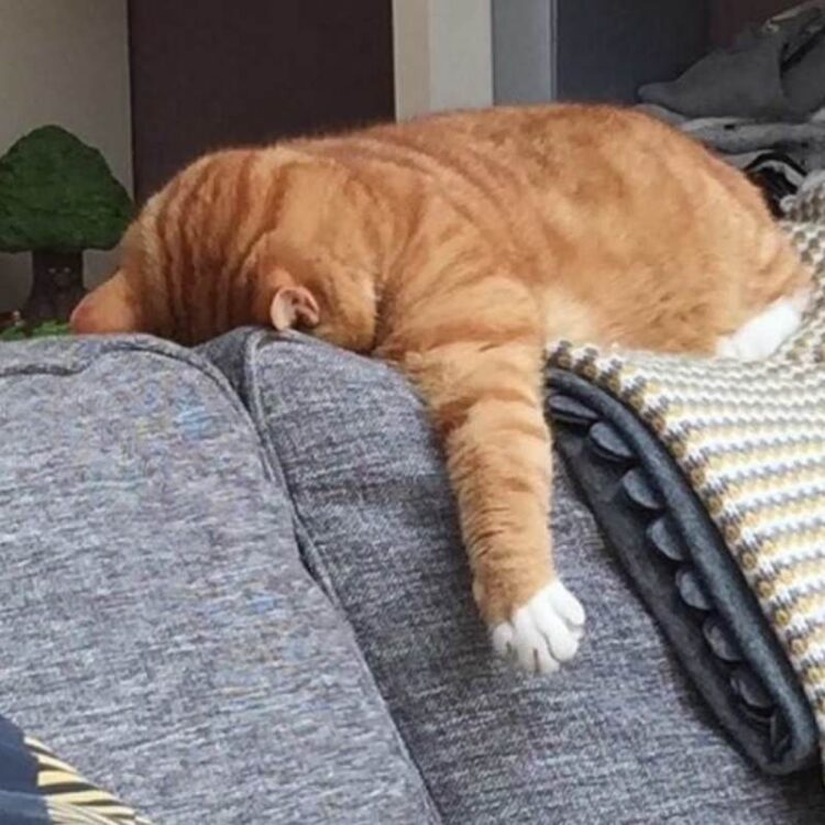 Top 100+ meme mệt mỏi siêu hài hước, thú vị và cười rớt nước mắt