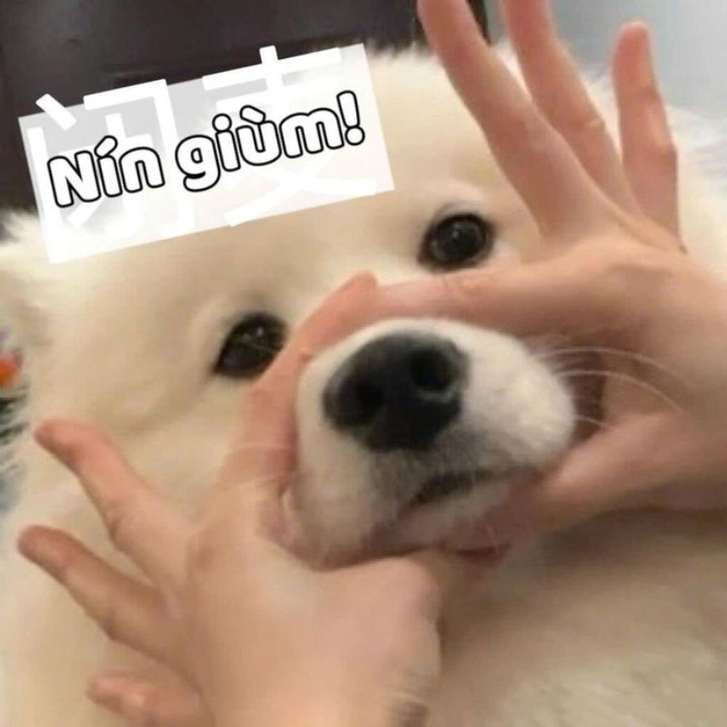 99+ Meme Nín hài hước cực chất khiến cộng đồng mạng bật cười 6 Meme chú chó nói nín bá đạo