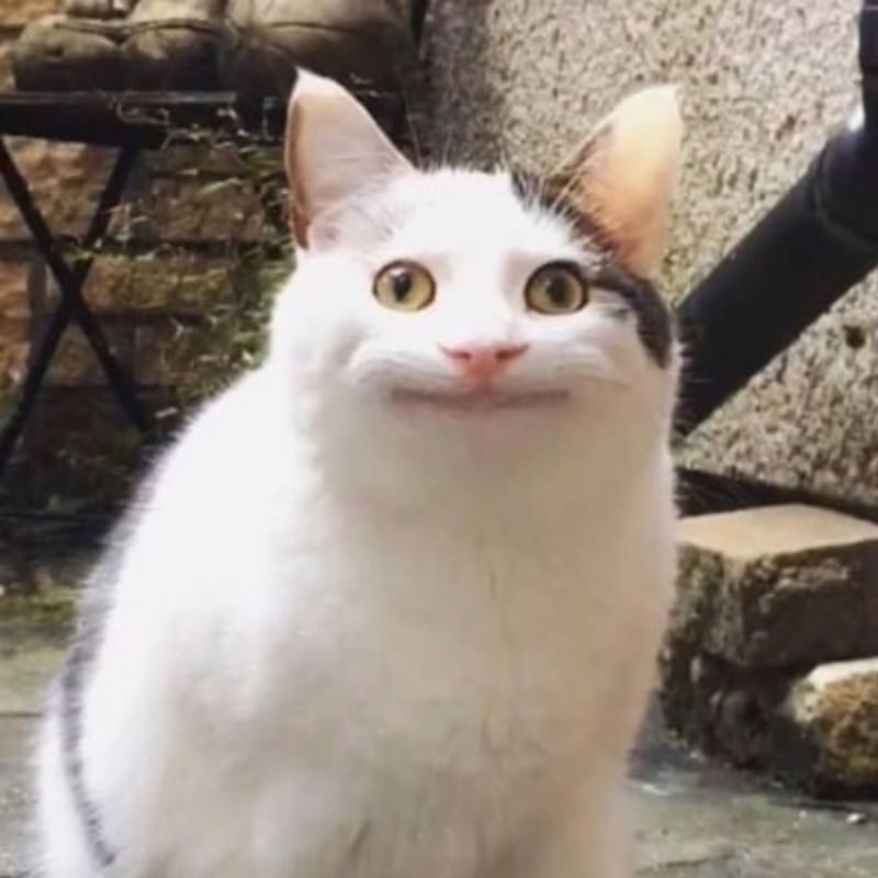 Trọn bộ 100+ meme nổi tiếng hài hước khiến giới trẻ phát sốt 22 meme noi tieng 21