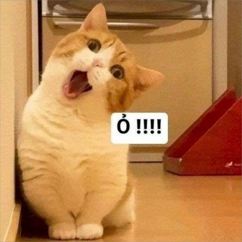 Trọn bộ 100+ meme nổi tiếng hài hước khiến giới trẻ phát sốt 24 meme noi tieng 24