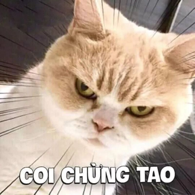 Trọn bộ 100+ meme nổi tiếng hài hước khiến giới trẻ phát sốt 28 meme noi tieng 28