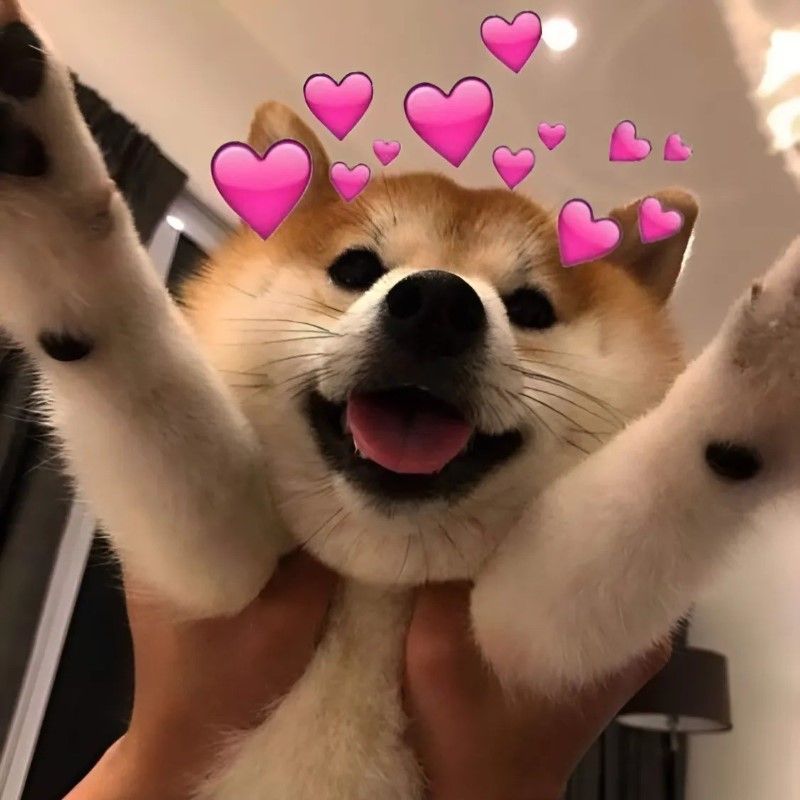 25+ Meme tình yêu hài hước, cute, đáng yêu nhất cho các cặp đôi 14 Meme hình chú chó đáng yêu