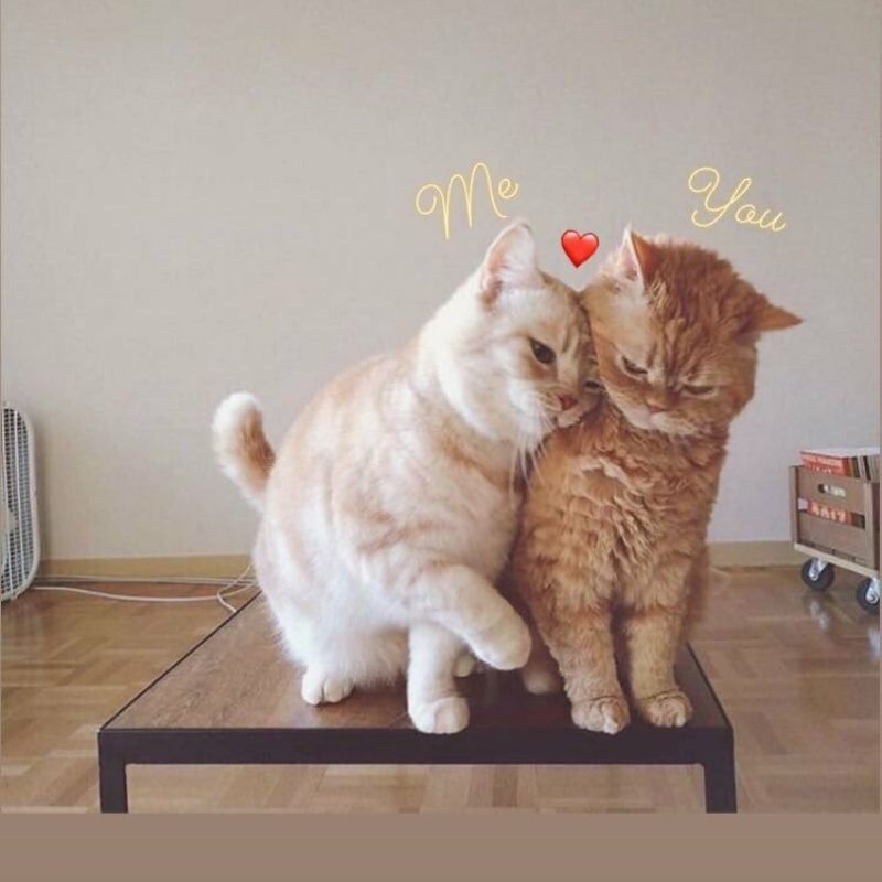 25+ Meme tình yêu hài hước, cute, đáng yêu nhất cho các cặp đôi 15 Meme hình chó mèo đầy tình cảm