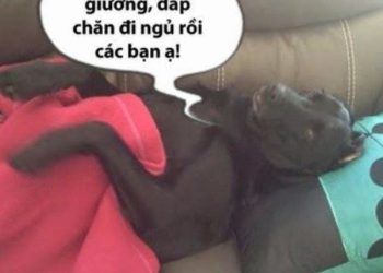 ngủ ngon meme