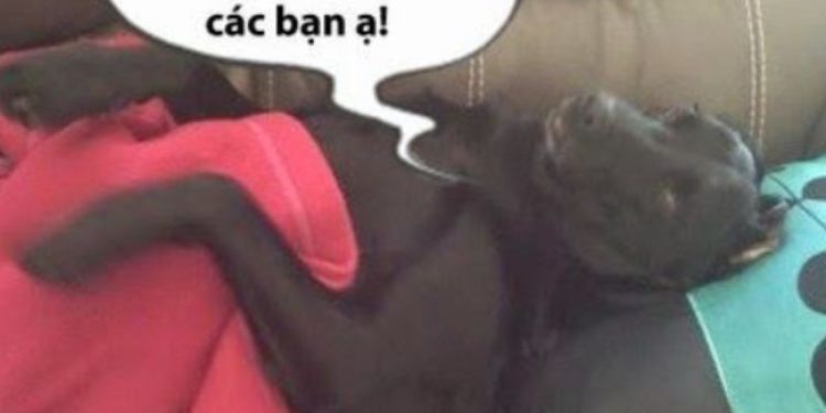 ngủ ngon meme