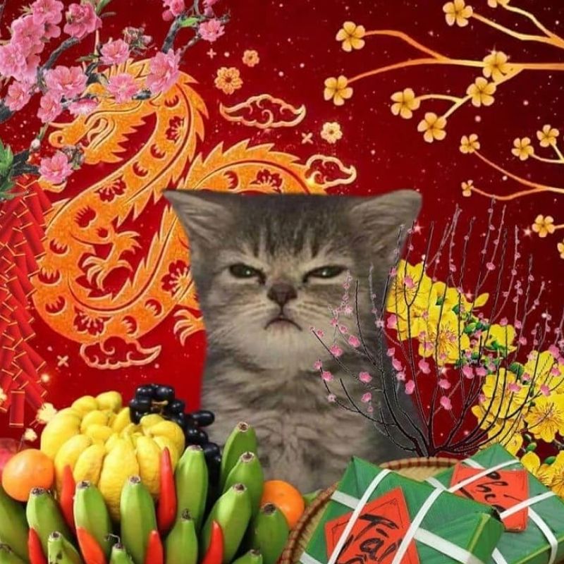Vai trò của meme trong giao tiếp online: Ngôn ngữ mới của thế hệ 20 meme mèo Tết
