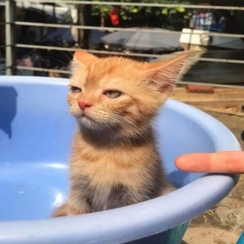 Vai trò của meme trong giao tiếp online: Ngôn ngữ mới của thế hệ 3 meme mèo