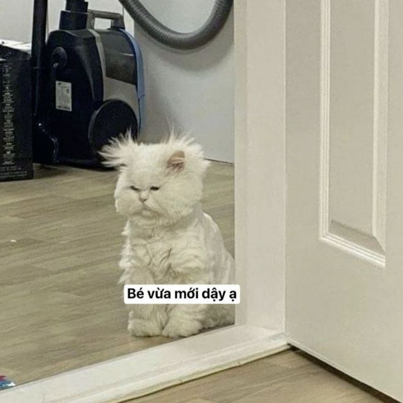 Vai trò của meme trong giao tiếp online: Ngôn ngữ mới của thế hệ 24 vai tro cua meme trong giao tiep online 22