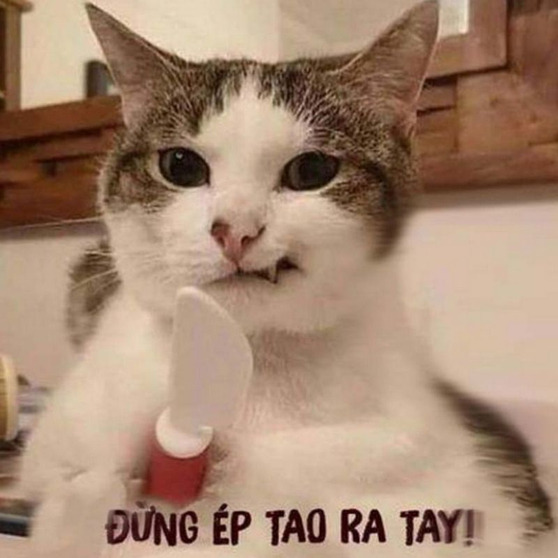Vai trò của meme trong giao tiếp online: Ngôn ngữ mới của thế hệ 25 vai tro cua meme trong giao tiep online 23
